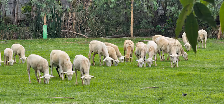 La granja
